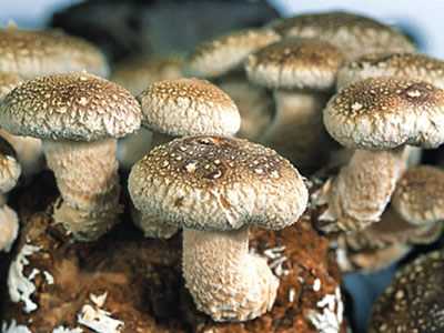 蘑菇:女人的驻颜王牌
